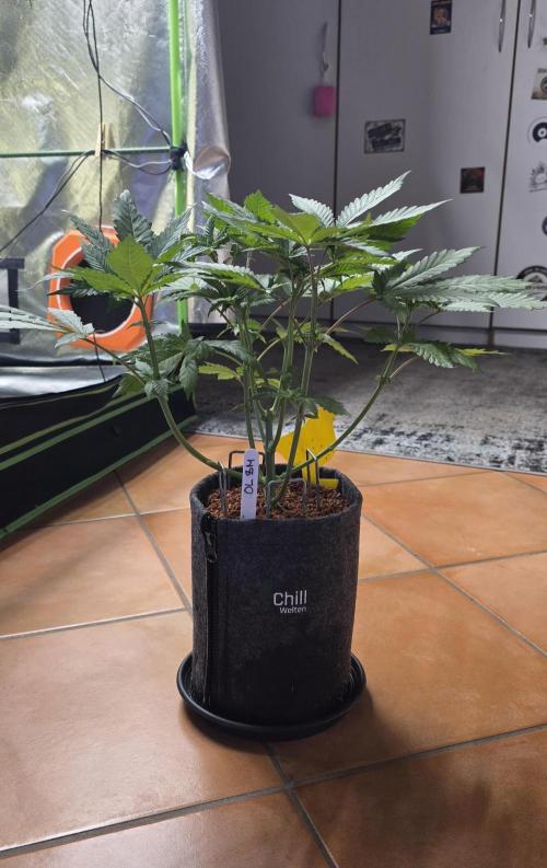 ONE LOVE Bob Marley Edition. Week 6