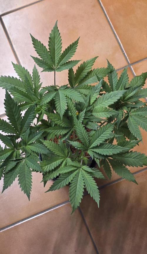 ONE LOVE Bob Marley Edition. Week 6