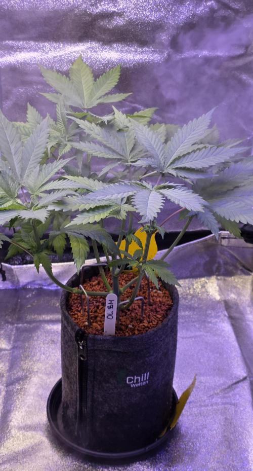 ONE LOVE Bob Marley Edition. Week 6