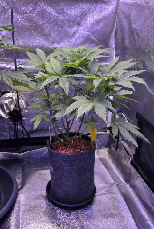 ONE LOVE Bob Marley Edition. Week 6