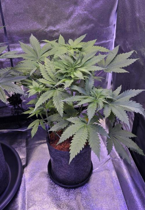 ONE LOVE Bob Marley Edition. Week 6