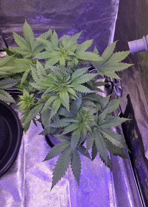 ONE LOVE Bob Marley Edition. Week 6