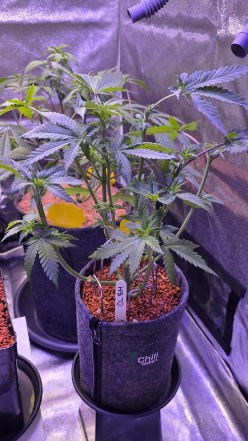 ONE LOVE Bob Marley Edition. Week 6