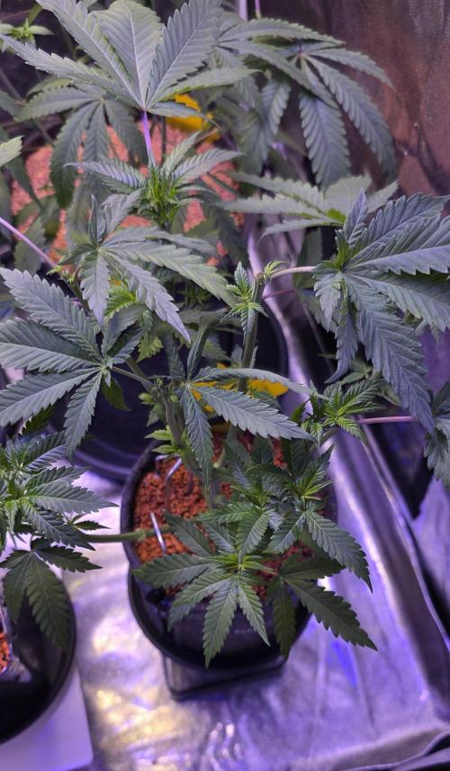 ONE LOVE Bob Marley Edition. Week 6