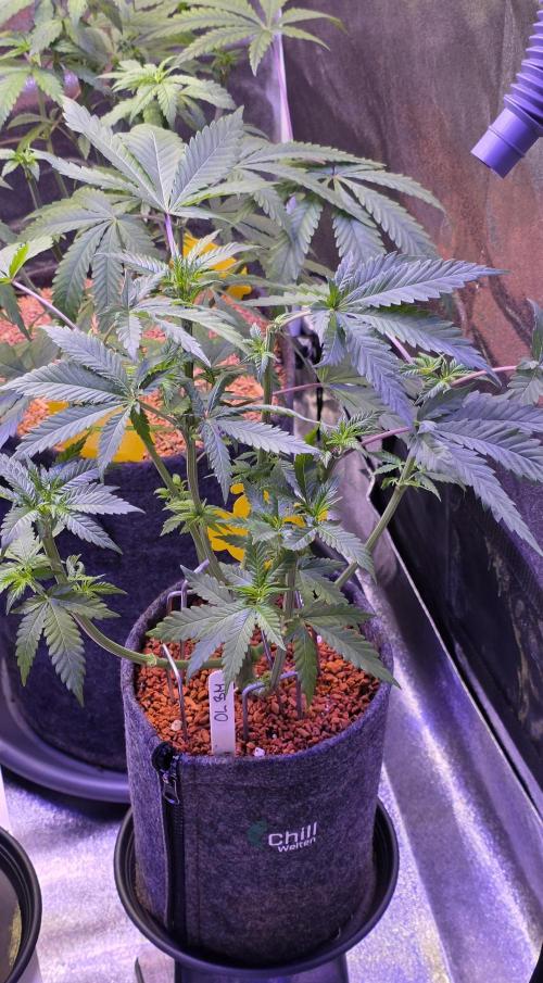 ONE LOVE Bob Marley Edition. Week 6