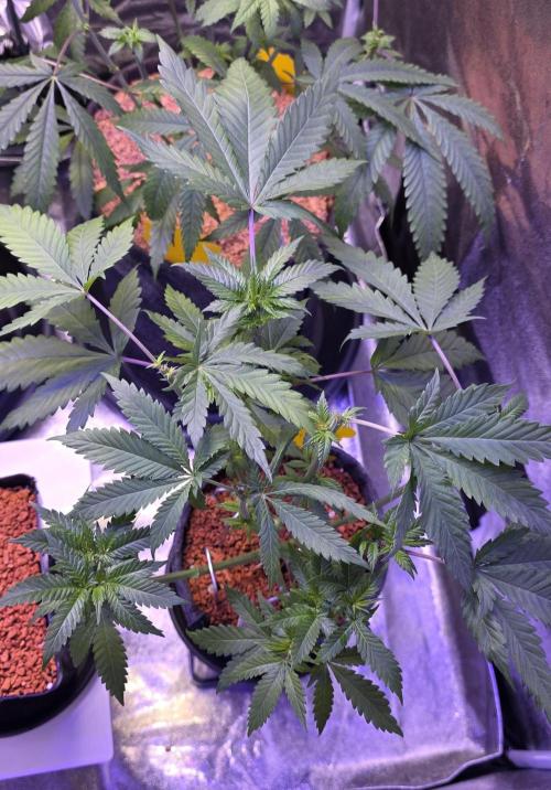 ONE LOVE Bob Marley Edition. Week 6