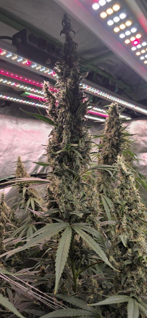 2 Monster Babys. Week 14