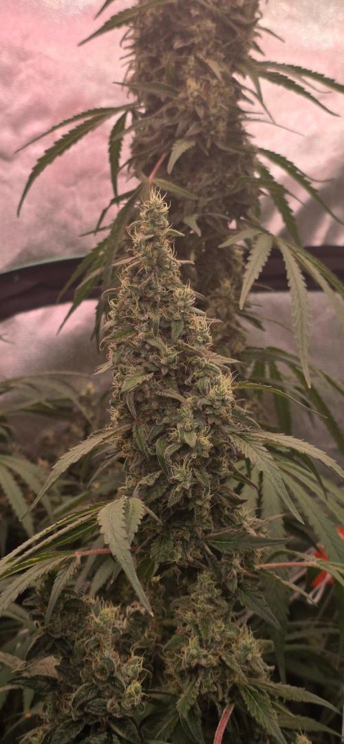 2 Monster Babys. Week 14