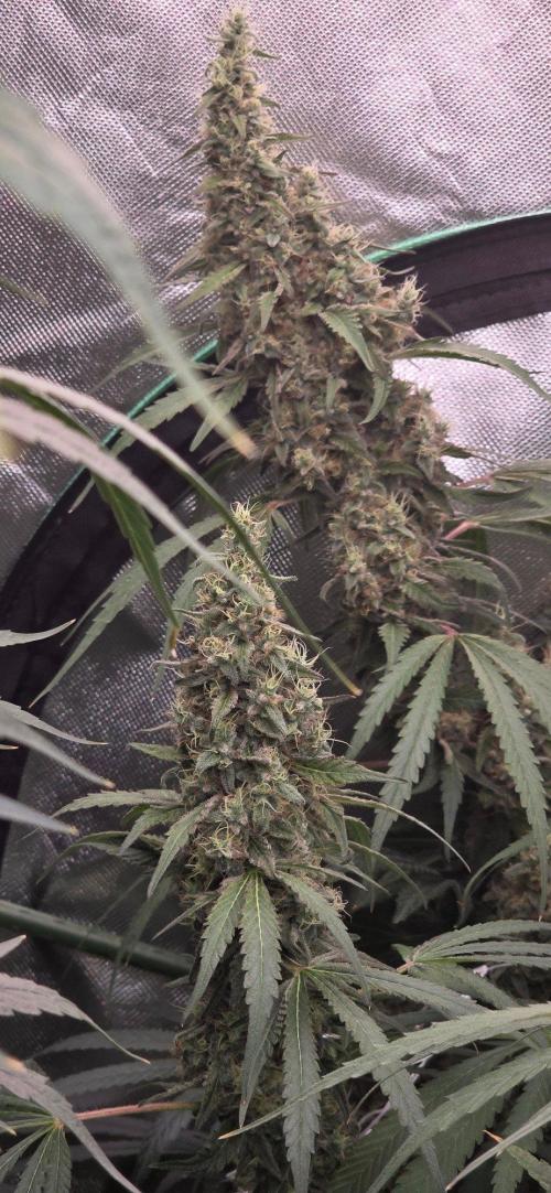 2 Monster Babys. Week 14