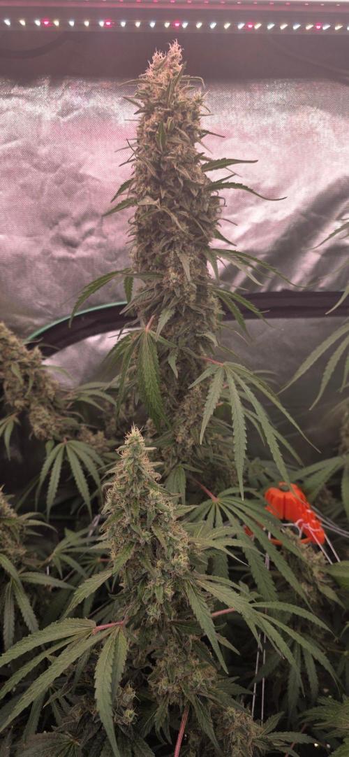 2 Monster Babys. Week 14