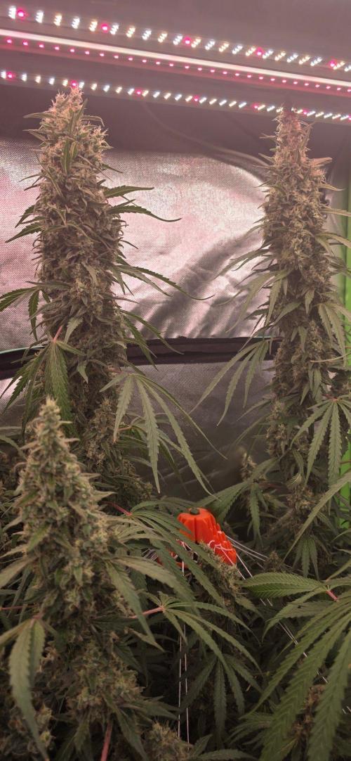 2 Monster Babys. Week 14