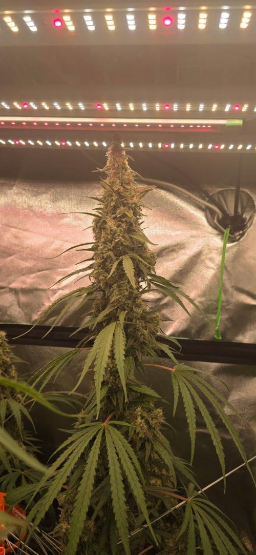 2 Monster Babys. Week 14