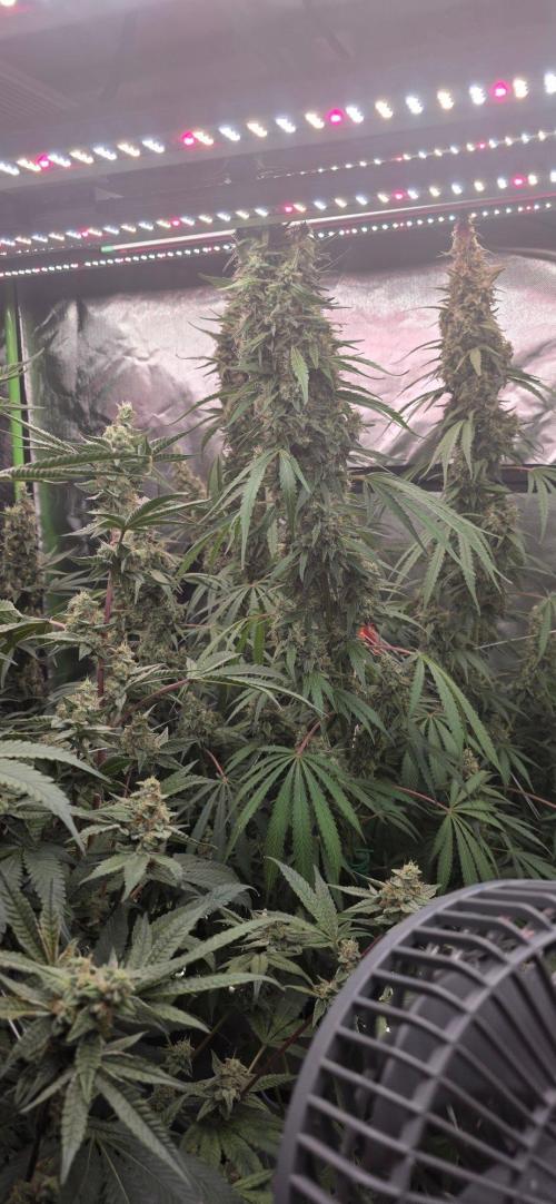 2 Monster Babys. Week 14