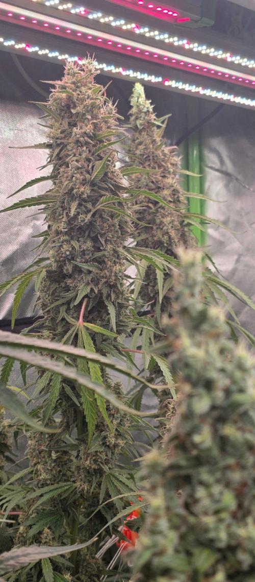 2 Monster Babys. Week 15
