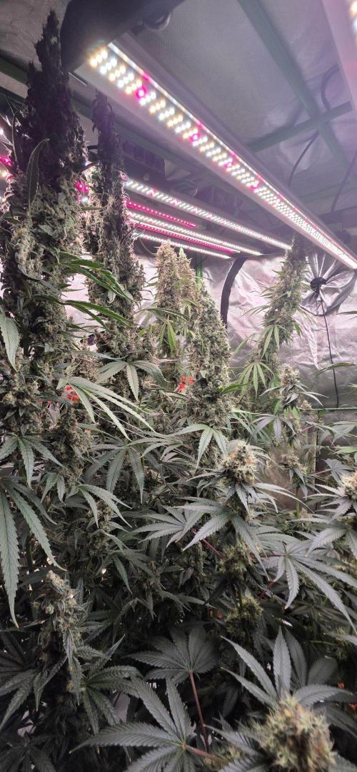 2 Monster Babys. Week 15