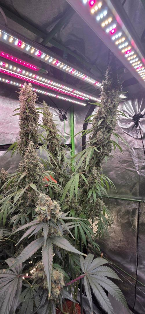 2 Monster Babys. Week 15