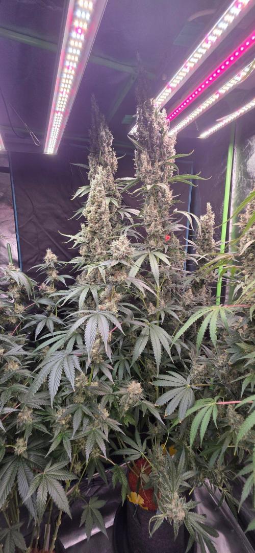 2 Monster Babys. Week 15
