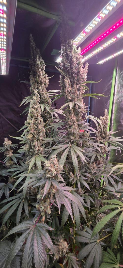 2 Monster Babys. Week 15