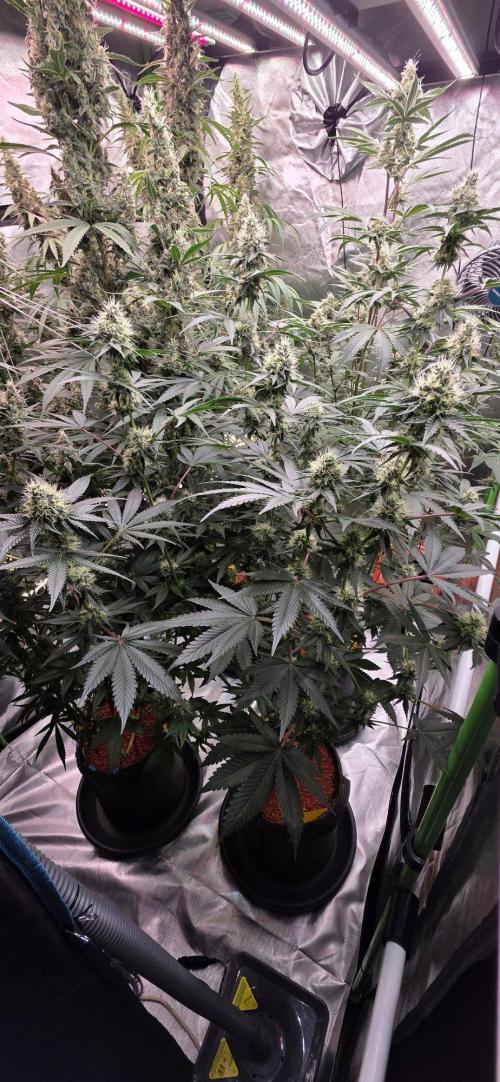 Booberry Coockies RBX. Week 14