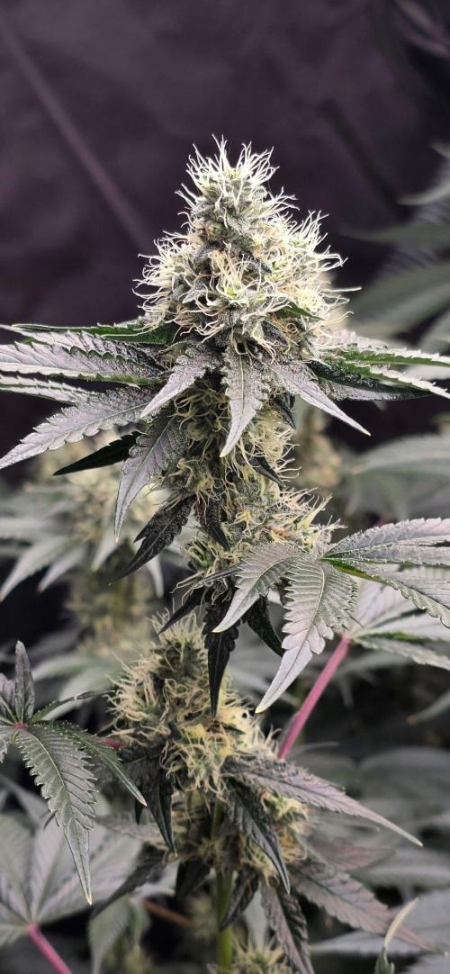 Booberry Coockies RBX. Week 14