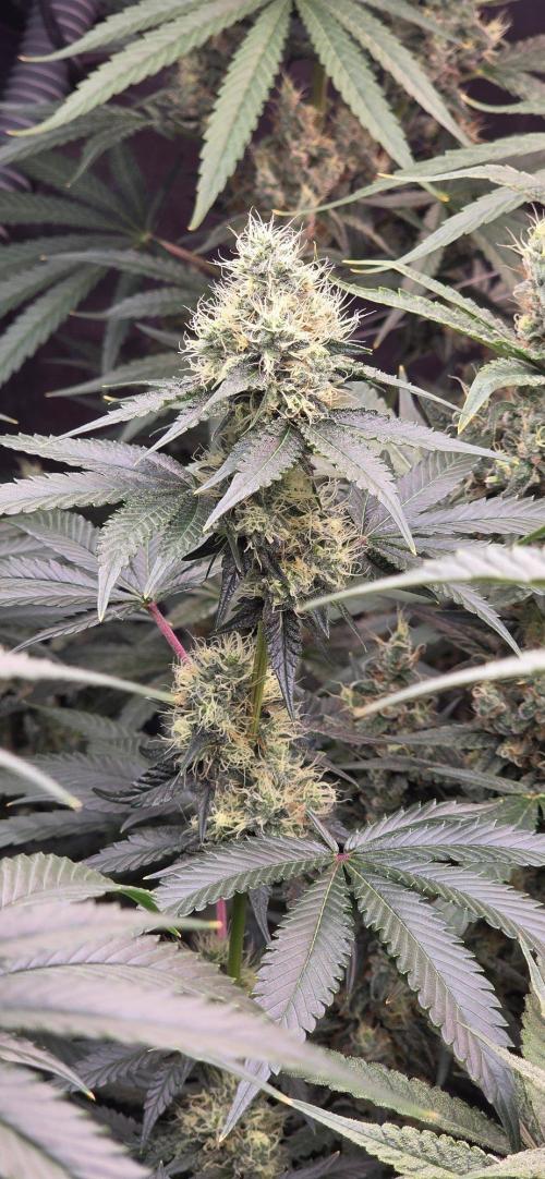 Booberry Coockies RBX. Week 14