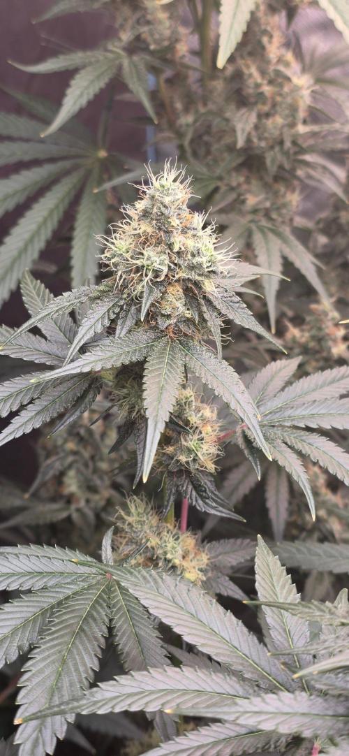 Booberry Coockies RBX. Week 14