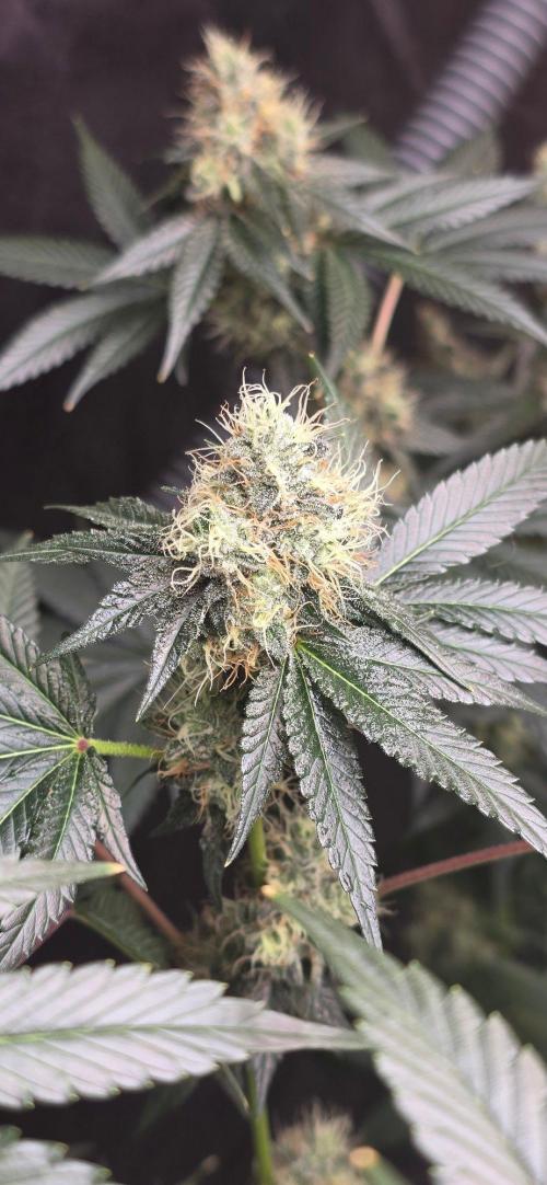 Booberry Coockies RBX. Week 14