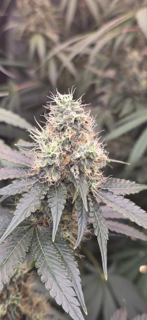 Booberry Coockies RBX. Week 14