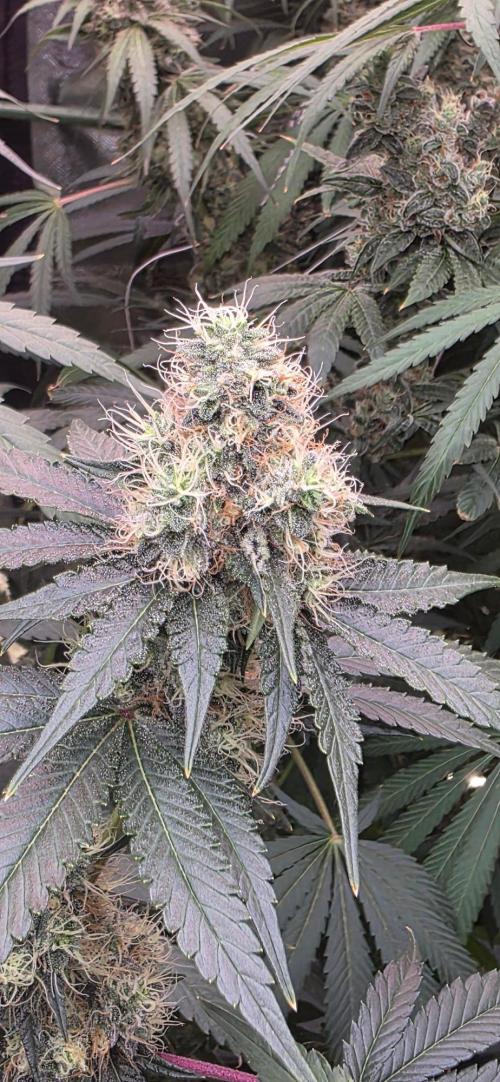 Booberry Coockies RBX. Week 14