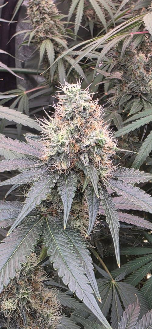 Booberry Coockies RBX. Week 14