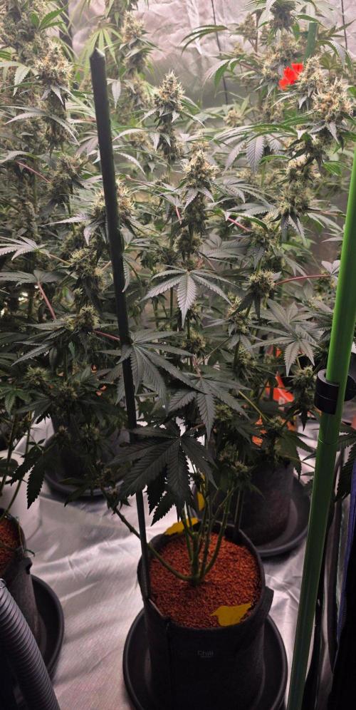 Booberry Coockies RBX. Week 15