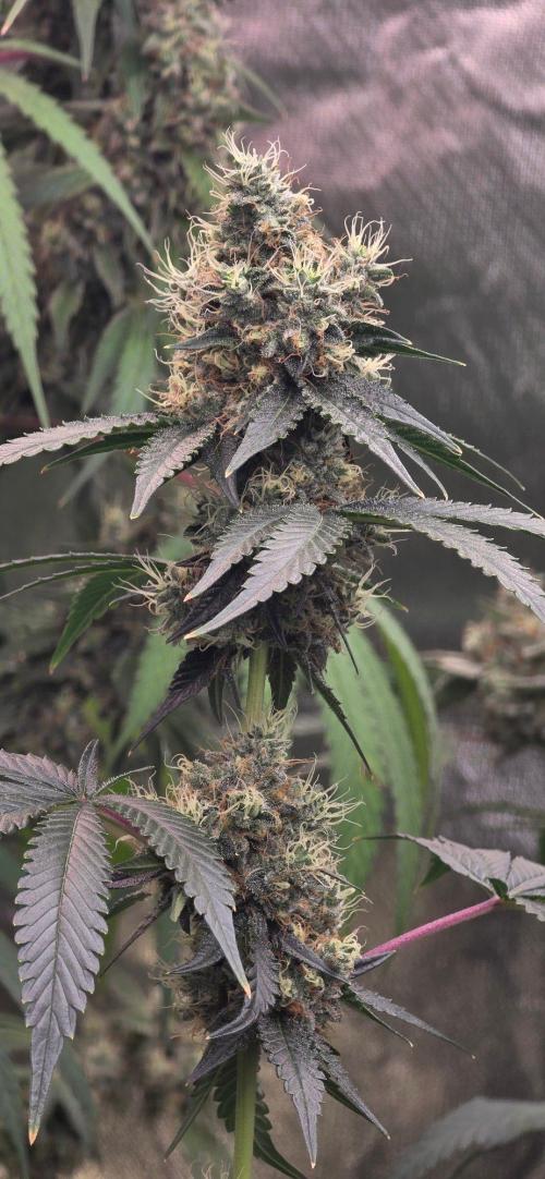 Booberry Coockies RBX. Week 15