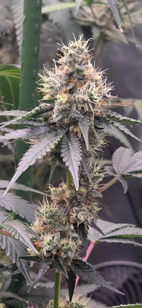 Booberry Coockies RBX. Week 15