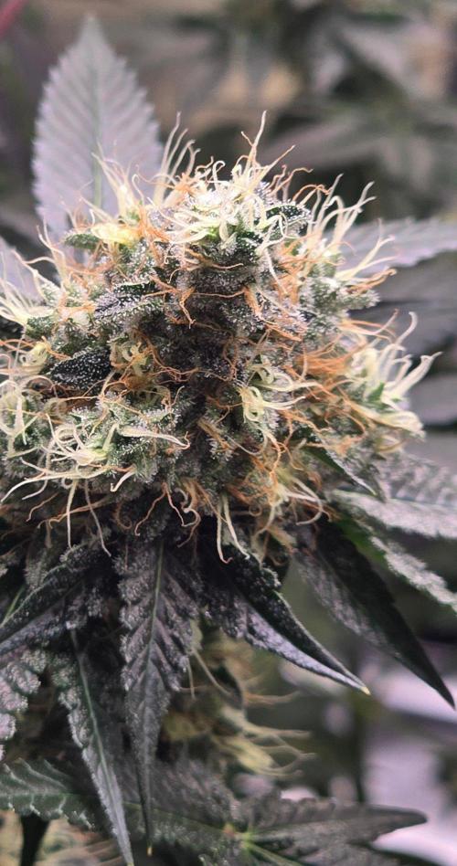 Booberry Coockies RBX. Week 15
