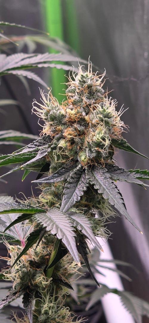 Booberry Coockies RBX. Week 15