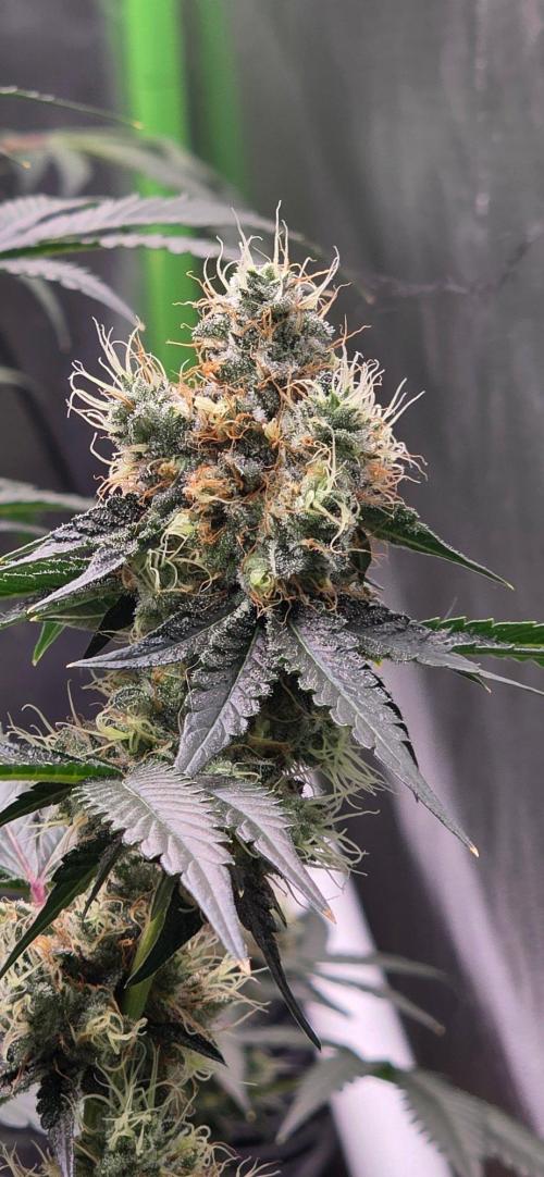 Booberry Coockies RBX. Week 15