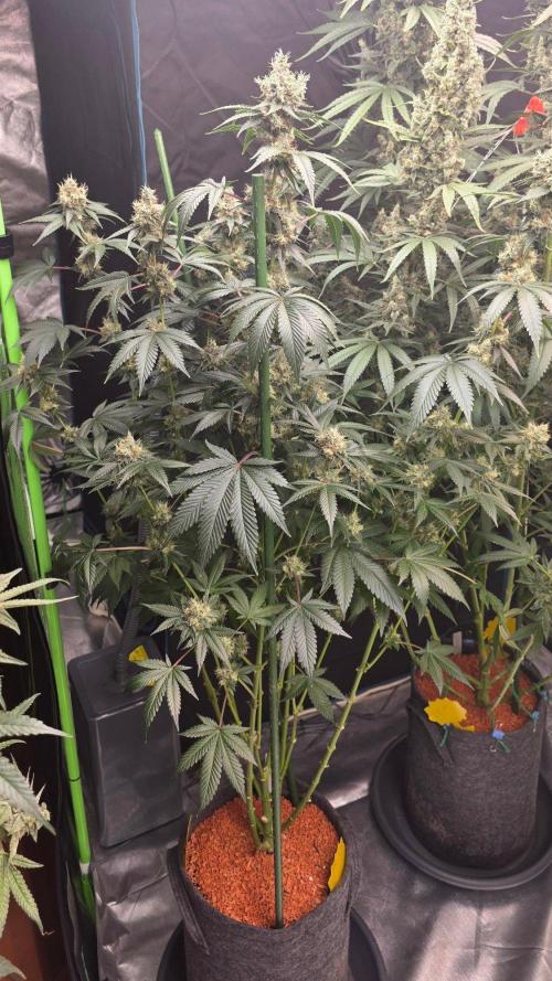 Booberry Coockies RBX. Week 15