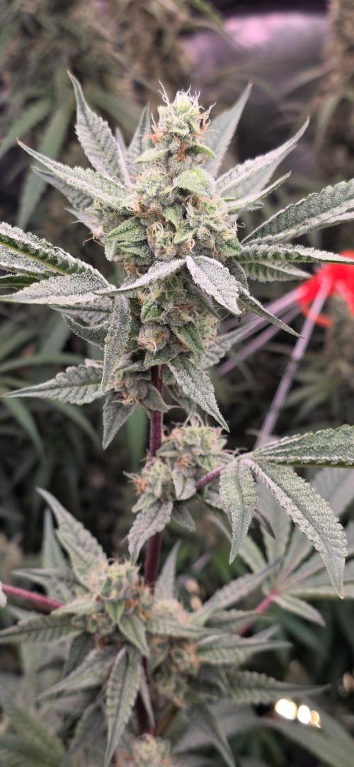 Jelly Donutz. Week 14