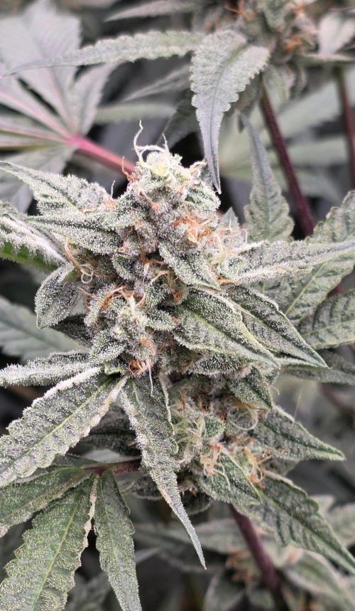 Jelly Donutz. Week 14