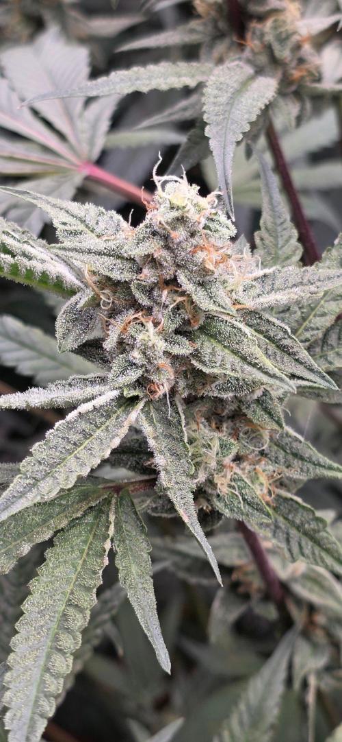 Jelly Donutz. Week 14