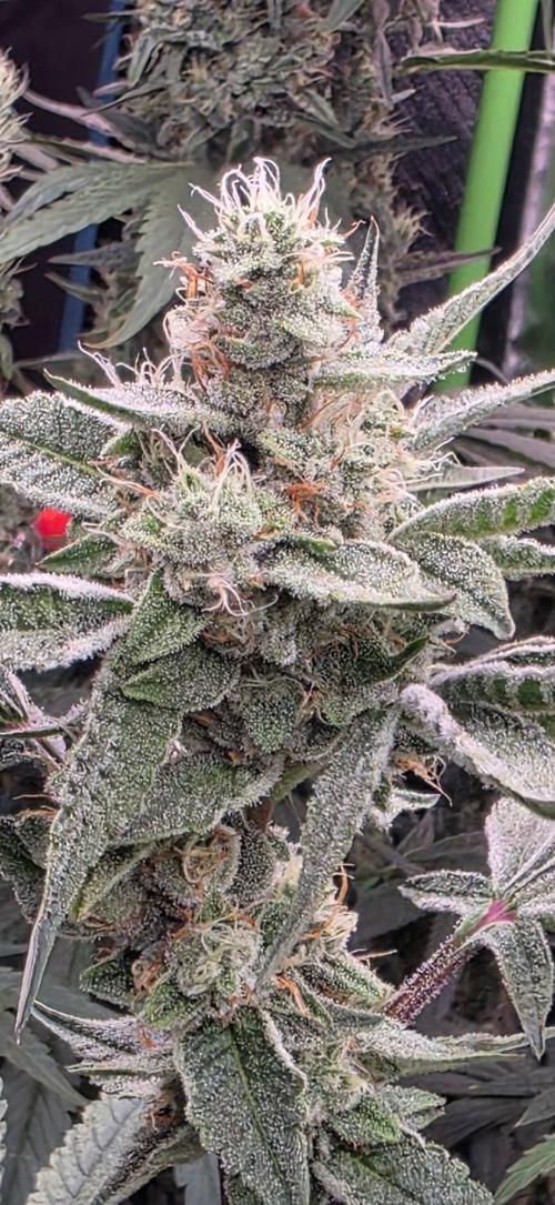 Jelly Donutz. Week 14