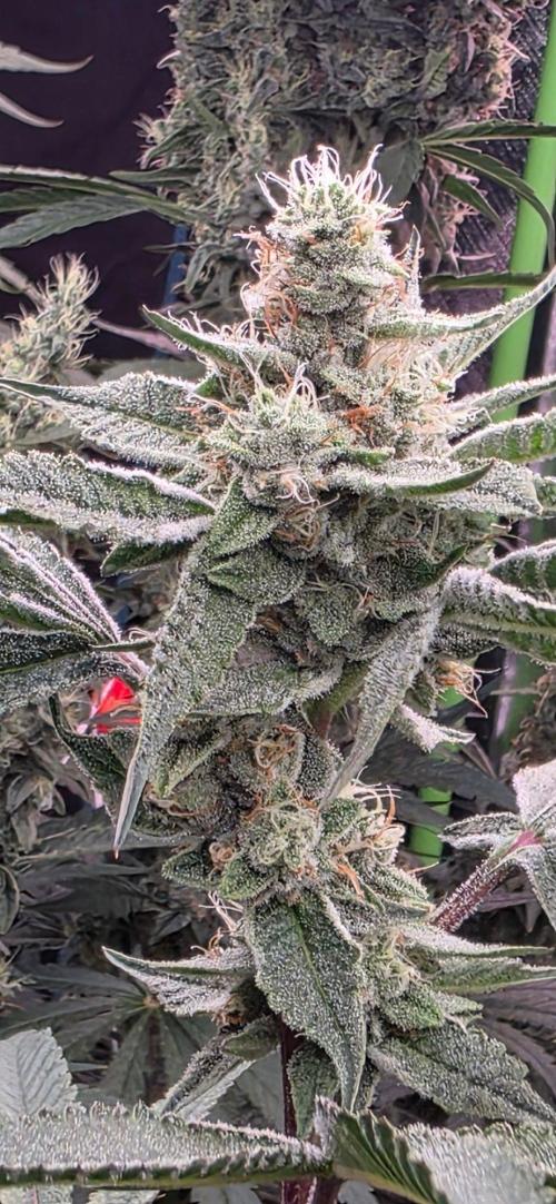 Jelly Donutz. Week 14