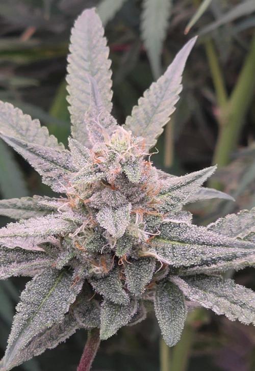 Jelly Donutz. Week 14