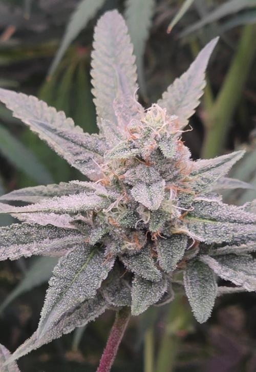 Jelly Donutz. Week 14