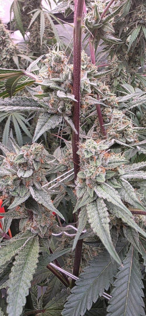 Jelly Donutz. Week 14