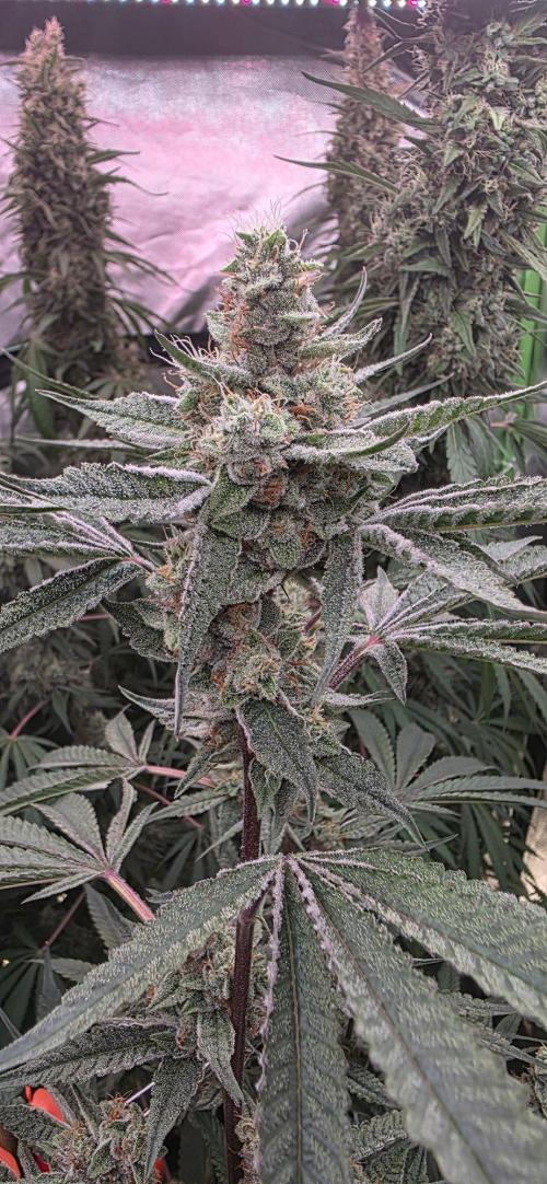Jelly Donutz. Week 14