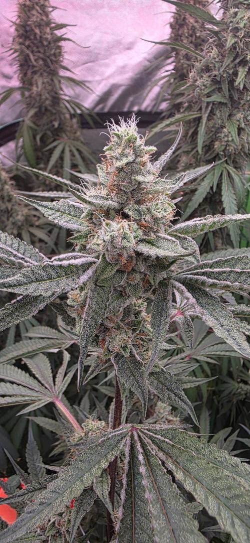Jelly Donutz. Week 14