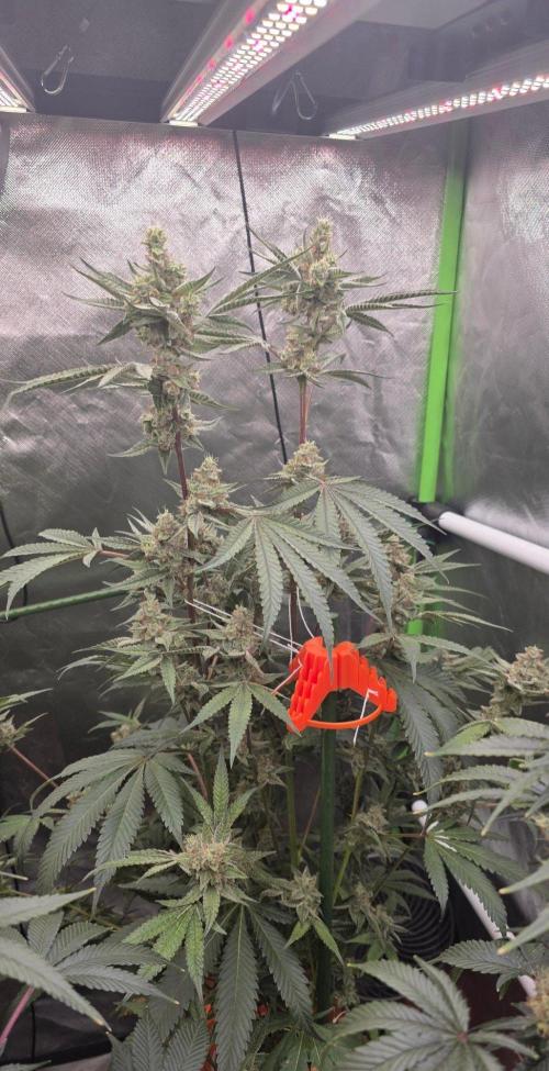 Jelly Donutz. Week 15