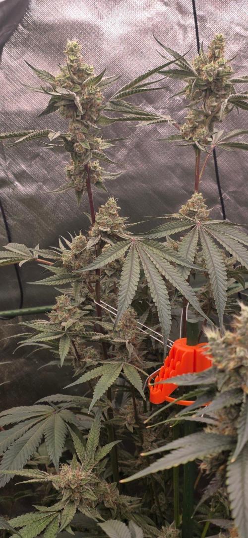 Jelly Donutz. Week 15