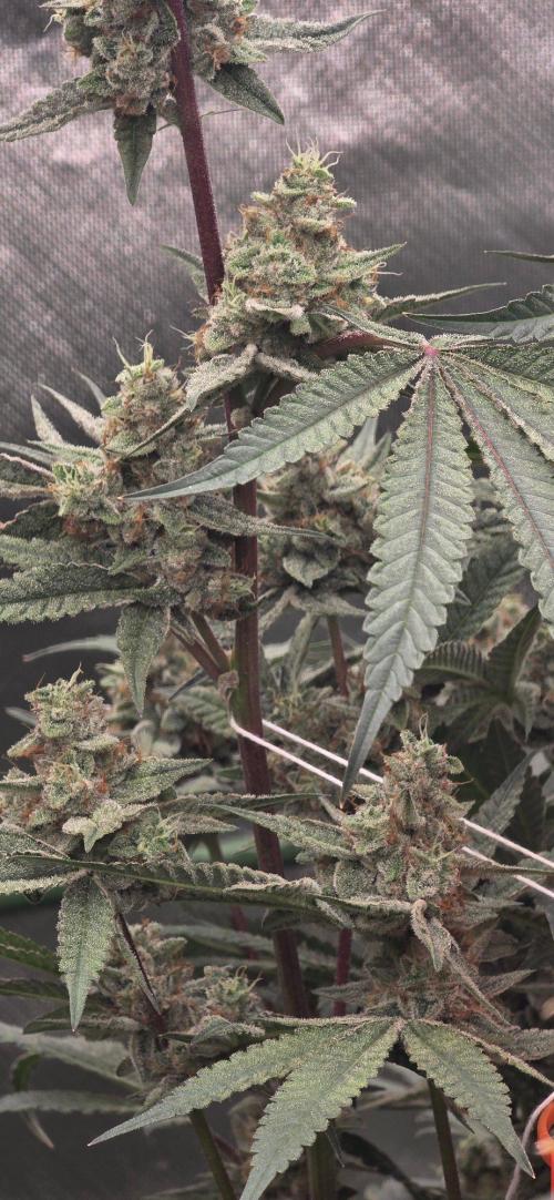 Jelly Donutz. Week 15